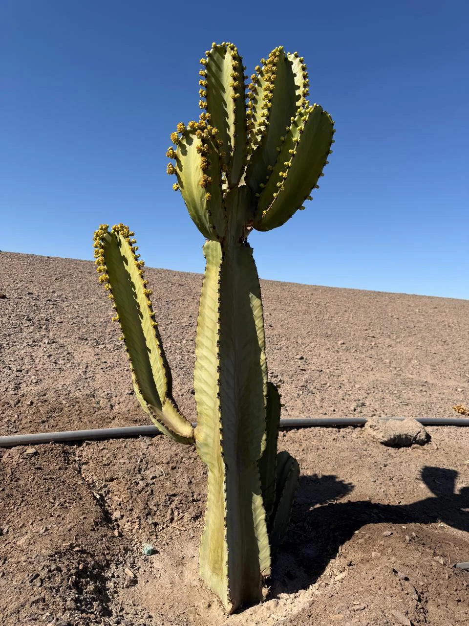 Cactus en el paisaje de la Región de Antofagasta